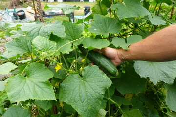 Gardener harvesting fresh organic cucumbers from vine plant