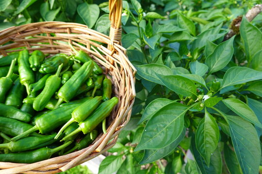 Fresh green serrano peppers harvested in wicker basket