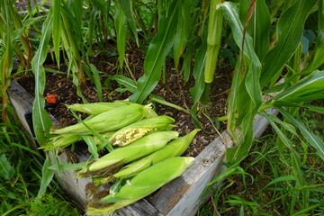 Freshly picked corn cobs lying in wooden crate in cultivated field with growing corn plants