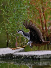 great blue heron ardea cinerea
