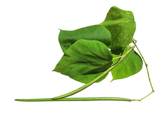 Isolated long green catalpa pods with green leaves.
