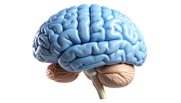 Realistic 3D illustration of a human brain anatomical model.