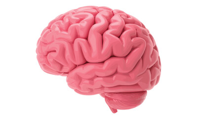 Side view of detailed pink brain model with visible folds, ideal for medical education, neuroscience, anatomy illustrations, and cognition themes