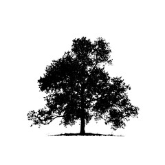 Fototapeta premium Silhouette of a majestic tree against a clear background.