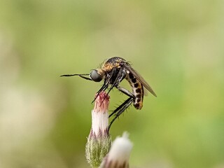 Toxophora insects on flowers