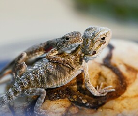 close up of a lizard