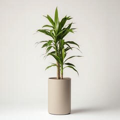 Fototapeta premium Dracaena Plant in Tall Cylindrical Planter - Sleek Dracaena Plant Photo for Dracaena Plant Admirers