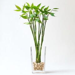 Obraz premium Lucky Bamboo Plant in Clear Glass Vase with Pebbles - Vibrant Lucky Bamboo Photo for Lucky Bamboo Fans
