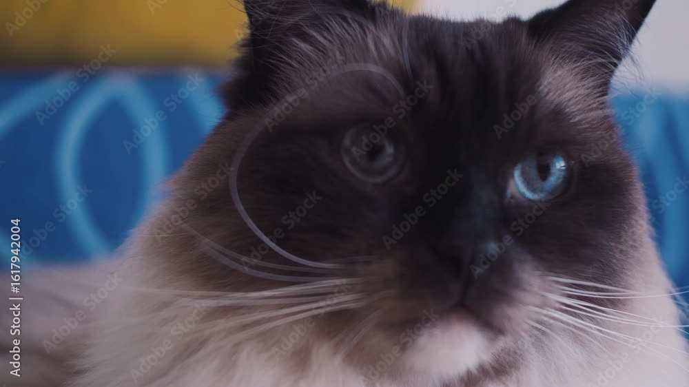 Poster soft light falls on ragdoll cat’s face as it stares up with soft expression and relaxed mood