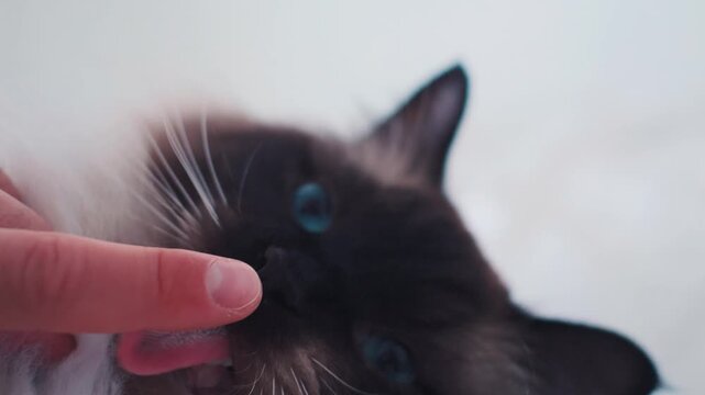 Ragdoll cat licks single stretched finger, shallow depth of field, slow motion overhead view