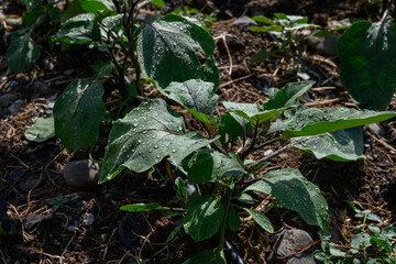 Young eggplants growing in neat rows with a drip irrigation system on fertile soil in a Cypriot farming field.