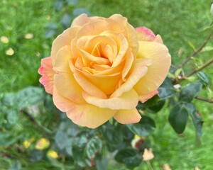 yellow rose in garden
