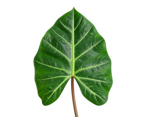 Fototapeta premium Green alocasia leaf isolated on white