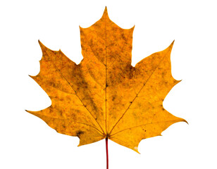 Obraz premium Dry maple leaf isolated on white