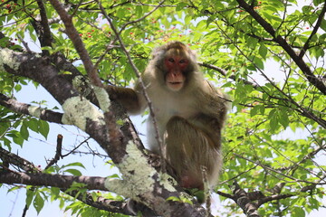 Fototapeta premium Monkey in Nikko