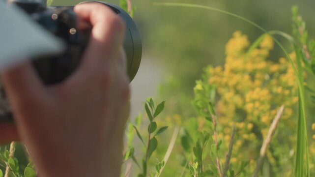 Close up of lady in sunhat holding camera and photographing blurred wild yellow flowers with flying insects in warm summer meadow surrounded by greenery
