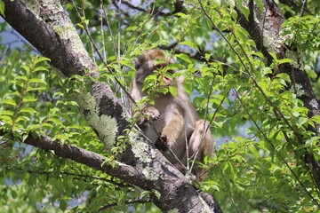 Monkey in Nikko