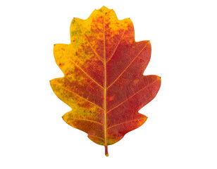 Obraz premium Oak leaf isolated on white background