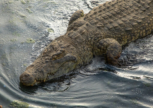 Felix Houphouet-Boigny's sacred crocodile living in the artificial lake of the presidential palace, R&eacute;gion des Lacs, Yamoussoukro, Ivory Coast