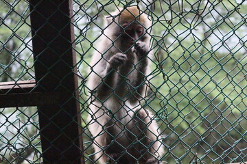 Mt.monkey