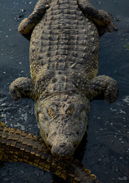 Felix Houphouet-Boigny's sacred crocodile living in the artificial lake of the presidential palace, R&eacute;gion des Lacs, Yamoussoukro, Ivory Coast
