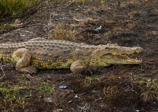 Felix Houphouet-Boigny's sacred crocodile living in the artificial lake of the presidential palace, R&eacute;gion des Lacs, Yamoussoukro, Ivory Coast