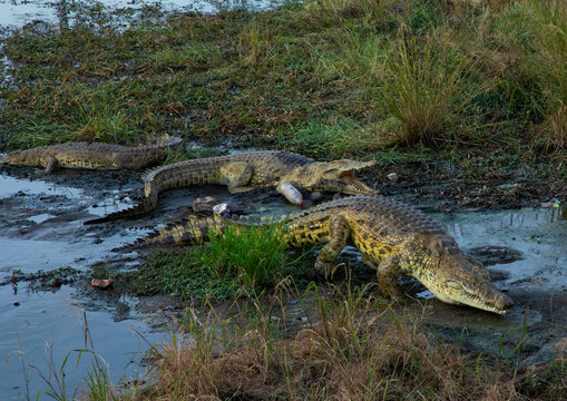Felix Houphouet-Boigny's sacred crocodiles living in the artificial lake of the presidential palace, R&eacute;gion des Lacs, Yamoussoukro, Ivory Coast