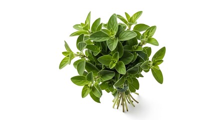 Fresh bunch of green oregano herb isolated on white background