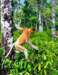 Obraz premium Proboscis monkey in rainforest (4)