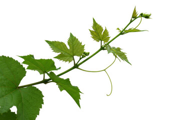 Green grapevine branch with tendril isolated on transparent background
