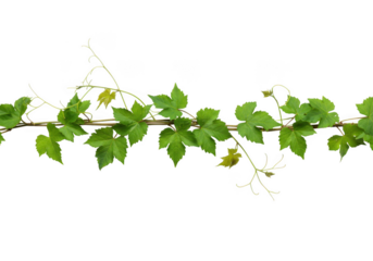 Green vine with leaves isolated on transparent background
