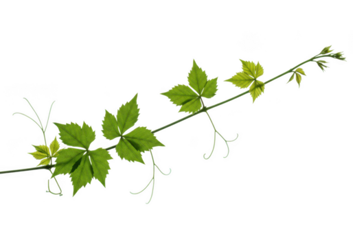 Vibrant green grapevine branch with tendrils isolated on transparent background