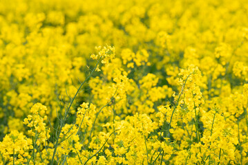 Obraz premium Close-up of yellow rapeseed flowers in a field. Yellow blooming rapeseed against greenery, close-up shot