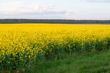 Blooming field of yellow rapeseed under blue sky. A wide field of blooming rapeseed with greenery and bright sky in the background