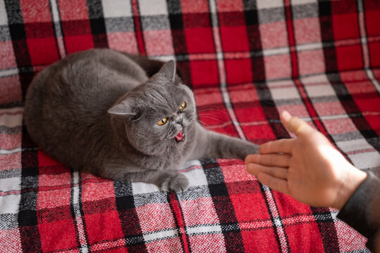 Angry grey cat hisses at a person trying to pet it. Cat arches its back and hisses in response to an approaching hand