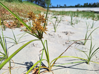 Green cyperus grows on the beach in the sand.