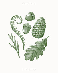 Hand-drawn botanical illustration of oak leaf, acorns, pinecone, fern, and grass. Nature, autumn, and woodland concept. Design for poster, banner, greeting card, invitation.