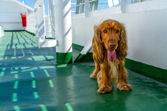 Adorable Dog Standing on Ferry Deck