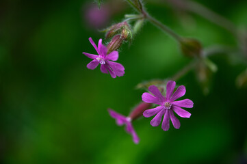 Close-up of red campion in bloom