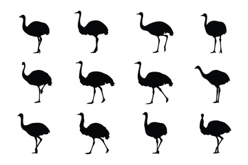 Obraz premium Ostrich Silhouette in Motion: A series of ostrich silhouettes display a variety of poses, capturing the bird's unique form and movement against a stark backdrop.
