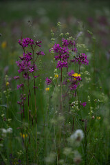 Vertical Study of Wildflowers in Latvian Meadow