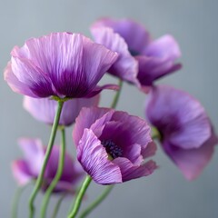 close-up of a bouquet of vibrant purple poppy flowers with delicate crepe-like petals, gracefully standing against a soft blurred grey background