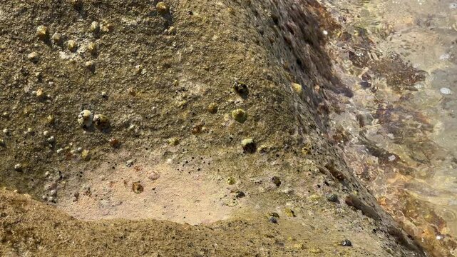 Rocky Shore with Limpets &ndash; Marine Life on Coastal Rocks