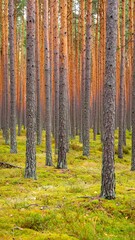 Fototapeta premium Pine forest, autumn colors, moss ground