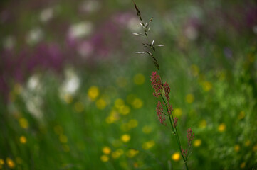 Delicate Summer Contrast