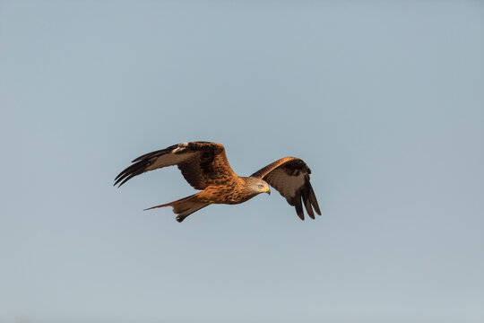 Red kite flying in blue sky