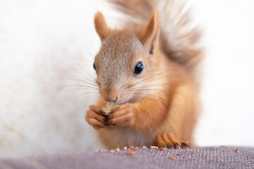 Portrait of a squirrel eating nuts on a sofa at home pet