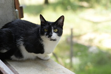 Tuxedo Cat Relaxing on a Window Ledge in Summer Light