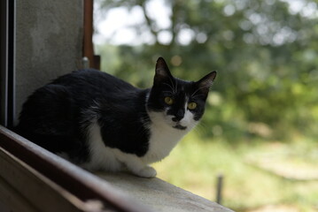 Tuxedo Cat Relaxing on a Window Ledge in Summer Light