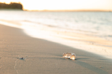 Moon snail egg sack on the beach at sunset